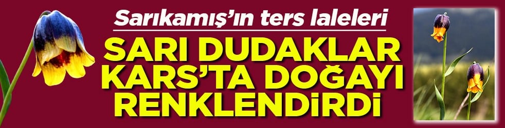 Sarıkamış’ın ters laleleri Sarı dudaklar Kars’ta doğayı renklendirdi
