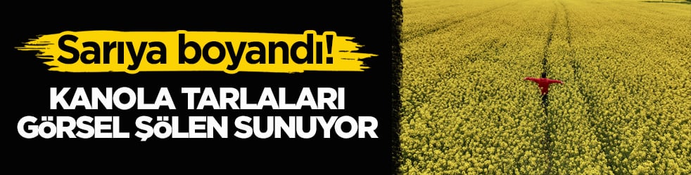 Sarıya boyandı! Kanola tarlaları görsel şölen sunuyor