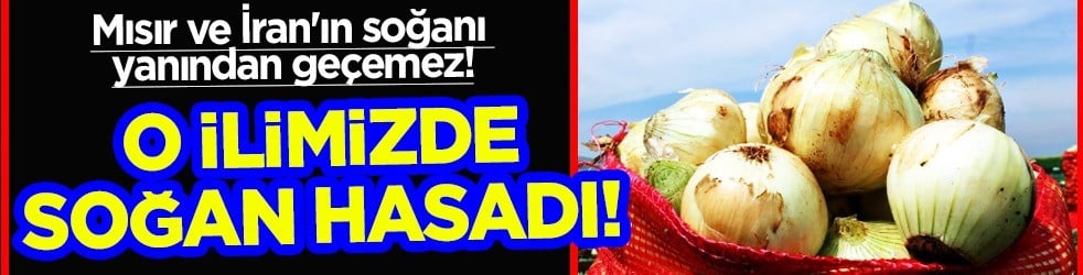  Satış fiyatı belirlendi... Kilosu 12.5 TL'den satılıyor: Soğan kolesterolü düzenleyip tansiyonu dengeliyor! 