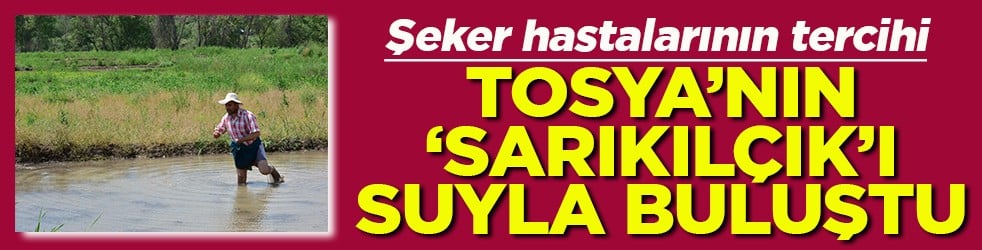 Şeker hastalarının tercihi Tosya'nın Sarıkılçık'ı suyla buluştu
