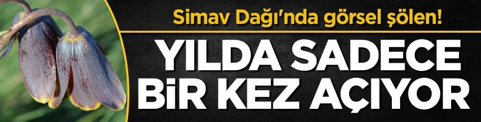 Simav Dağı'nda görsel şölen! Yılda sadece bir kez açıyor