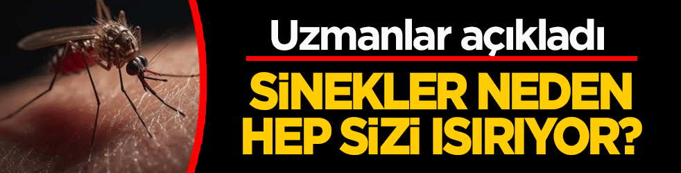 Sinekler neden hep sizi ısırıyor? Bilim Dünyası cezbeden faktörleri açıkladı