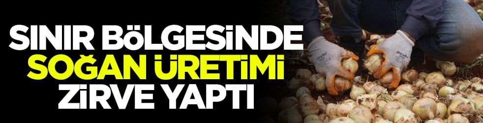 Sınır bölgesinde soğan üretimi zirve yaptı