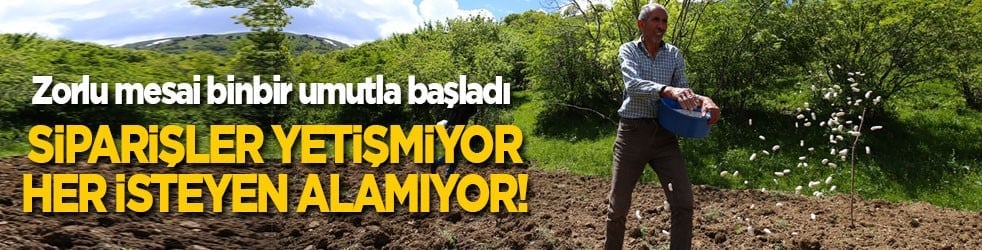 Siparişler yetişmiyor, her isteyen alamıyor! Yedisu horoz kuru fasulyesinin ata tohumları binbir umutla toprakla buluştu
