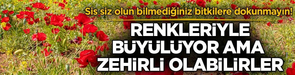 Sis siz olun bilmediğiniz bitkilere dokunmayın! Renkleriyle büyülüyor ama zehirli olabilirler