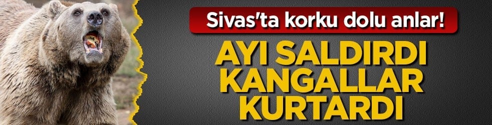 Sivas'ta korku dolu anlar! Ayı saldırdı, kangallar kurtardı