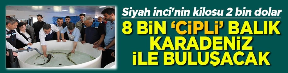 Siyah inci'nin kilosu 2 bin dolar 8 bin ‘cipli’ balık Karadeniz ile buluşacak