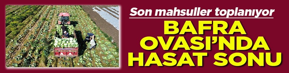 Son mahsuller toplanıyor Bafra Ovası’nda hasat sonu