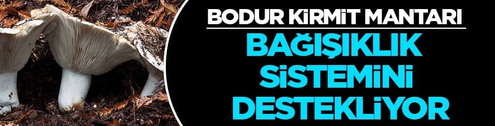 Sosyal medyada gündem olan Bodur Kirmit Mantarı: Herkesin merak ettiği işte özellikleri 