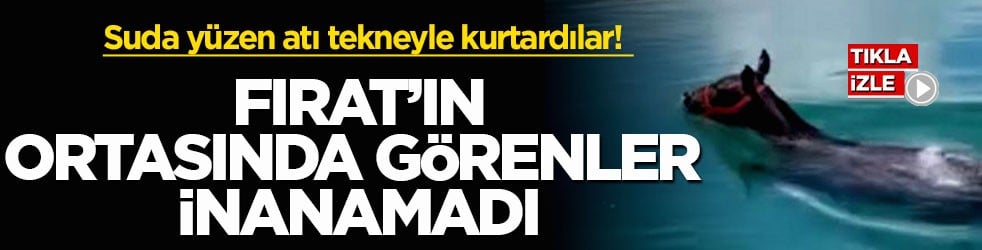 Suda yüzen atı tekneyle kurtardılar! Fırat’ın ortasında görenler inanamadı