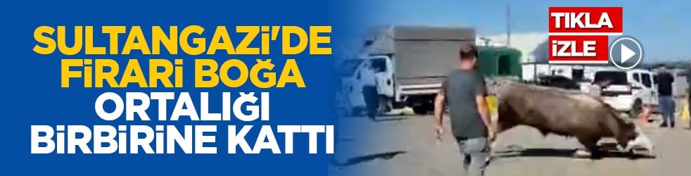 Sultangazi'de firari boğa ortalığı birbirine kattı