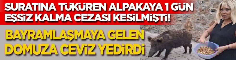 Suratına tüküren alpakaya 1 gün eşsiz kalma cezası kesilmişti! Bu kez bayram misafiri domuza ceviz ikram etti