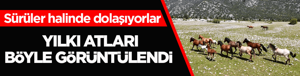 Sürüler halinde dolaşıyorlar! Eynif Ovası'nın yılkı atları böyle görüntülendi 