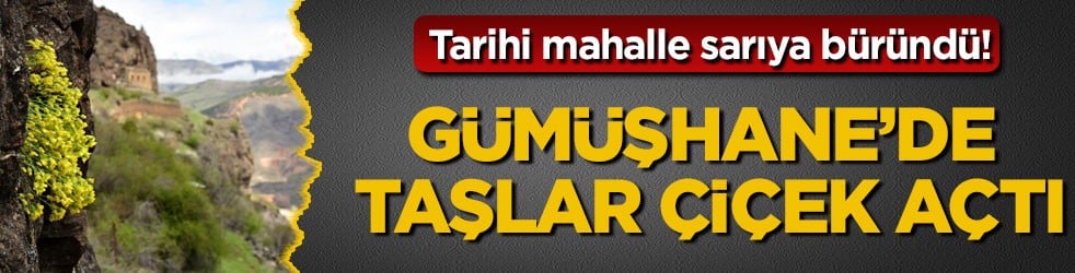 Tarihi mahalle sarıya büründü! Gümüşhane’de taşlar çiçek açtı