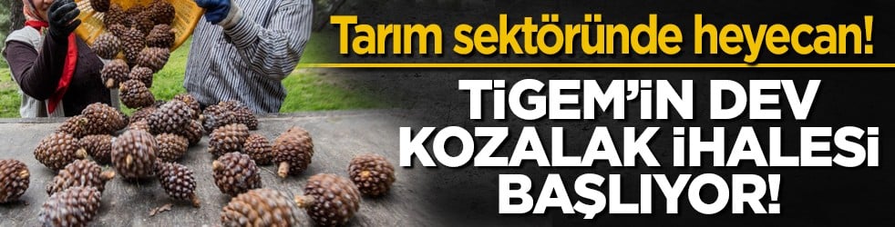 Tarım sektöründe heyecan! TİGEM’in dev kozalak ihalesi başlıyor!