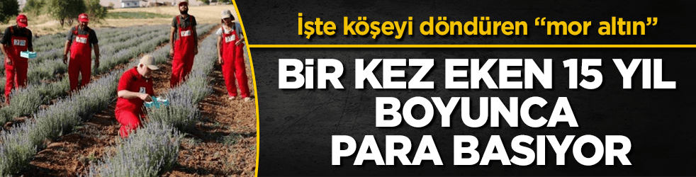 Tarlası olan servet sahibi oluyor! Bir kez eken 15 yıl boyunca para basıyor: İşte köşeyi döndüren "mor altın"