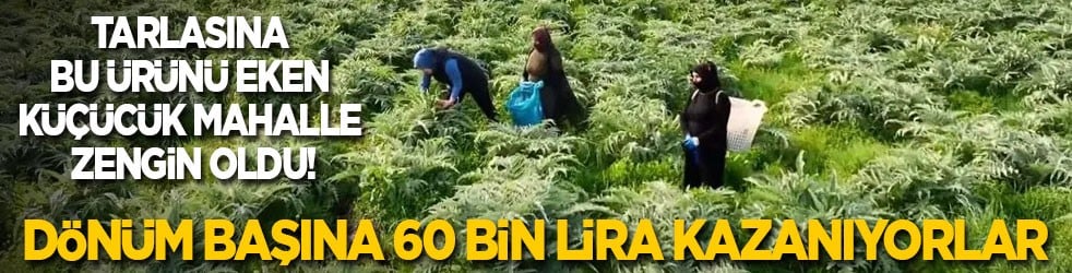 Tarlasına bu ürünü eken küçücük mahalle zengin oldu! Dönüm başına 60 bin lira kazanıyorlar