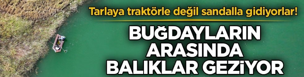 Tarlaya traktörle değil sandalla gidiyorlar! Buğdayların arasında balıklar geziyor