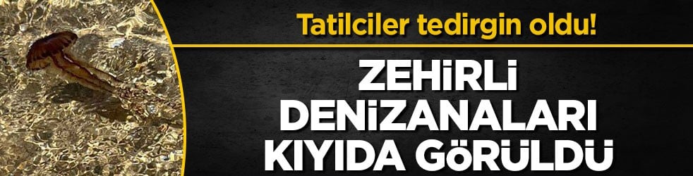 Tatilciler tedirgin oldu! Zehirli denizanaları kıyıda görüldü