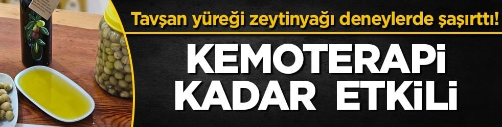 Tavşan yüreği zeytinyağı deneylerde şaşırttı! Kemoterapi kadar etkili
