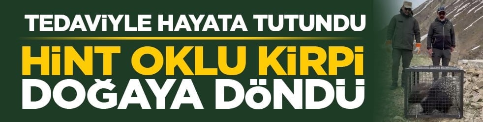 Tedaviyle hayata tutundu: Hint oklu kirpi doğaya döndü