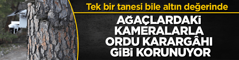 Tek bir tanesi bile altın değerinde! Ağaçlardaki kameralarla ordu karargâhı gibi korunuyor