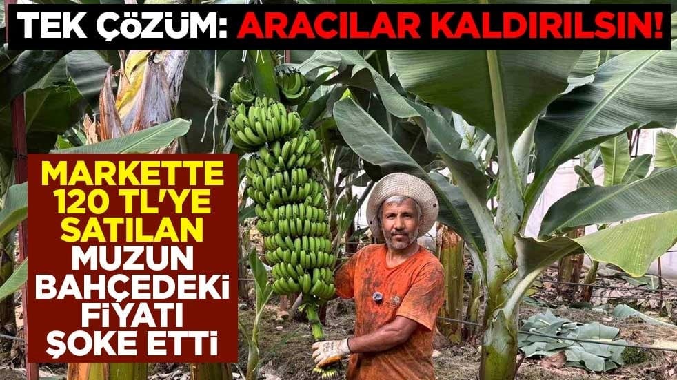 Tek çözüm: Aracılar kaldırılsın! Markette 120 TL'ye satılan muzun bahçedeki fiyatı şoke etti