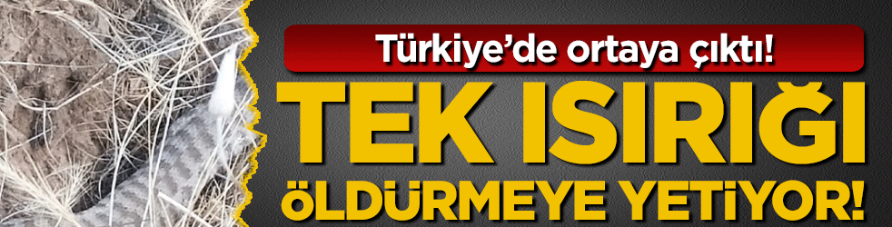 Tek ısırığı öldürmeye yetiyor! Türkiye'de görüldü!