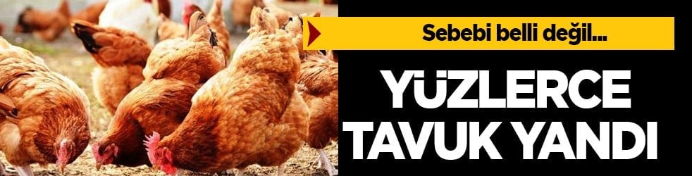 Telef olan tavuklar için inceleme başlatıldı: 150 tavuk yandı! Gelen haber sarstı