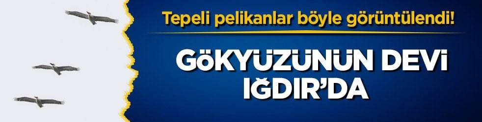 Tepeli pelikanlar böyle görüntülendi! Gökyüzünün devi Iğdır’da 