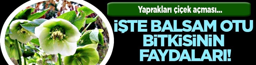Teşvik edici olabilir mi? Harekete geçirdi... Balsam otu bitkisinin faydaları nelerdir?