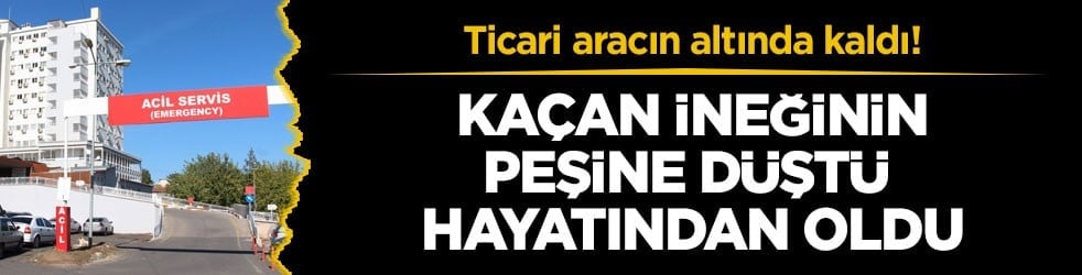 Ticari aracın altında kaldı! Kaçan ineğinin peşine düştü hayatından oldu
