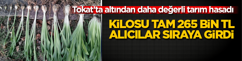 Tokat’ta altından daha değerli tarım hasadı! Kilosu tam 265 bin TL, alıcılar sıraya girdi