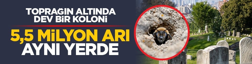 Toprağın altında dev bir koloni: 5,5 milyon arı aynı yerde
