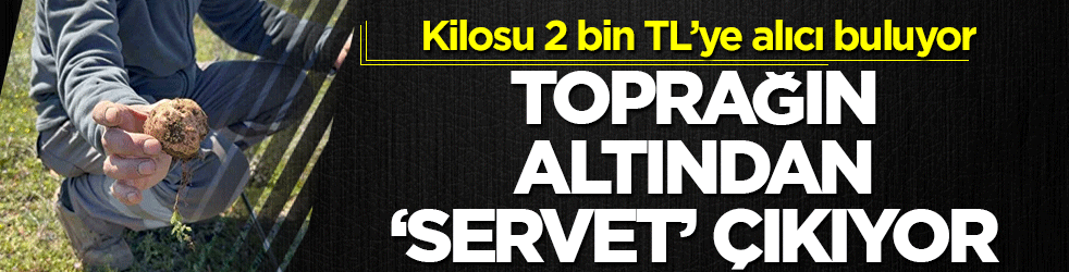 Toprağın altından ‘servet’ çıkıyor: Kilosu 2 bin TL’ye alıcı buluyor