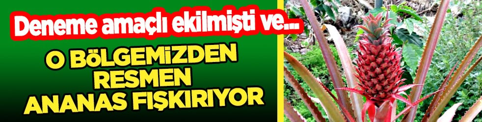 Topraklarından ananas fışkırıyor: Dünya genelinde fiyatları yeniden tırmanışa geçti! Alanya'da üretildi