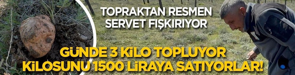 Topraktan servet fışkırıyor: Günde 3 kilo topluyor, kilosunu 1500 liraya satıyorlar!
