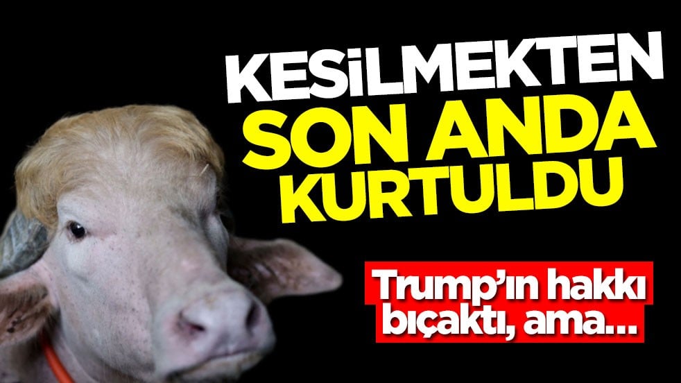 Trump’ın hakkı bıçaktı, ama… Kesilmekten son anda kurtuldu