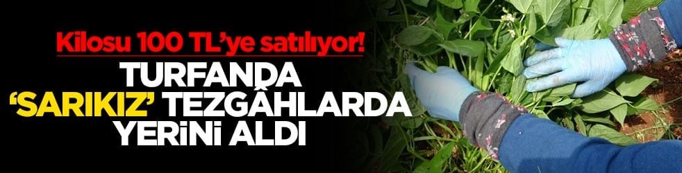 Turfanda "sarıkız" tezgâhlarda yerini aldı: Kilosu 100 TL’ye satılıyor
