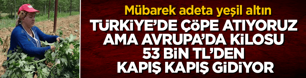 Türkiye’de tarlada bırakıp çöpe atıyoruz ama Avrupa’da kilosu 53 bin TL’den kapış kapış gidiyor: Mübarek adeta yeşil altın