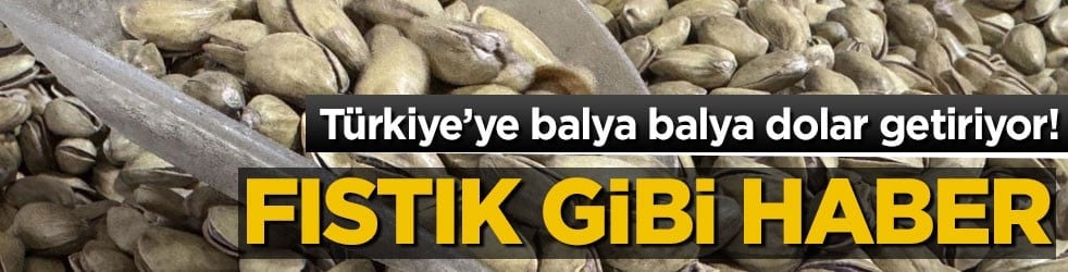 Türkiye’ye balya balya dolar getiriyor! Fıstık gibi haber