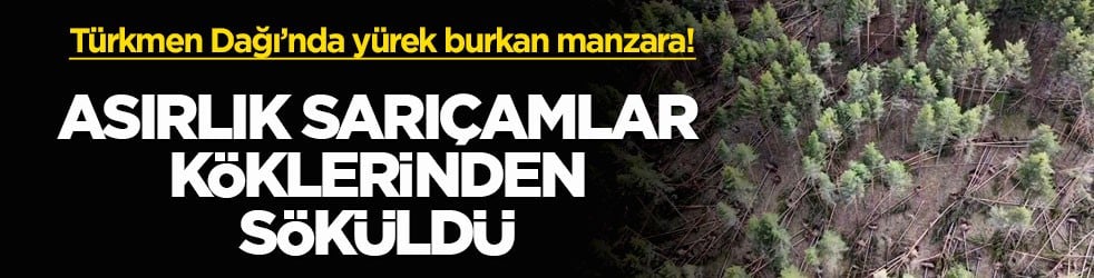 Türkmen Dağı’nda yürek burkan manzara! Asırlık sarıçamlar köklerinden söküldü