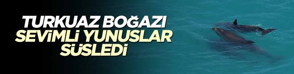 Turkuaz boğazı sevimli yunuslar süsledi