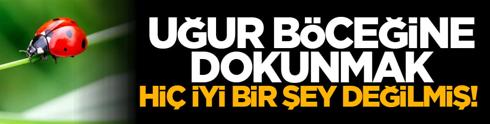 Uğur böceğine dokunmak hiç iyi bir şey değilmiş! Meğer salgıladığı o sıvıda...