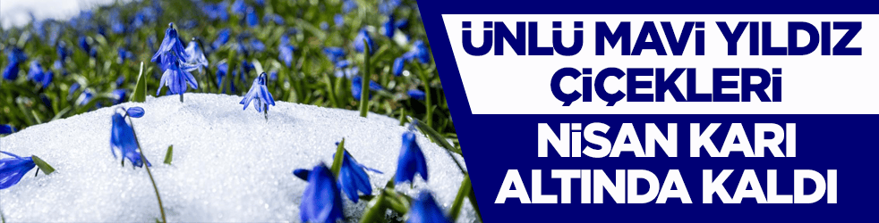 Ünlü mavi yıldız çiçekleri nisan karı altında kaldı