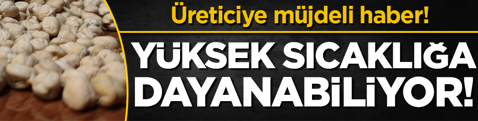 Üreticiye müjdeli haber: Yüksek sıcaklığa dayanabiliyor!