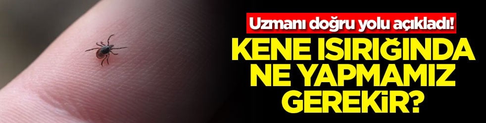 Uzmanı doğru yolu açıkladı! Kene ısırığında ne yapmamız gerekir?
