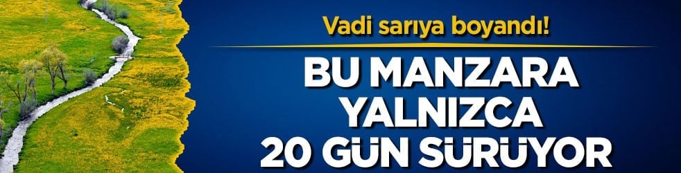 Vadi sarıya boyandı! Bu manzara yalnızca 20 gün sürüyor