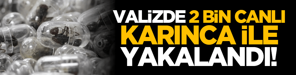 Valizde 2 bin canlı karınca ile yakalandı!