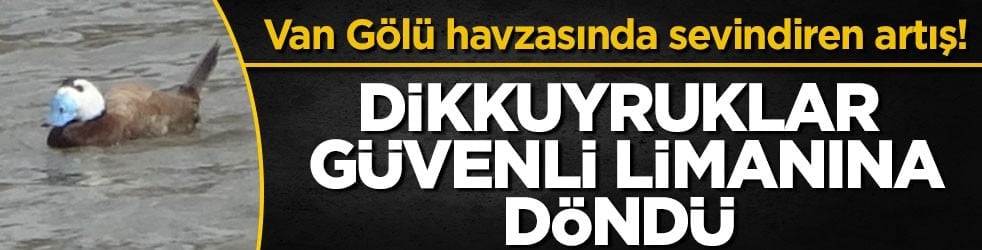 Van Gölü havzasında sevindiren artış! Dikkuyruklar güvenli limanına döndü